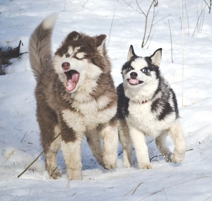 Husky - Husky, Handsome men, Dog