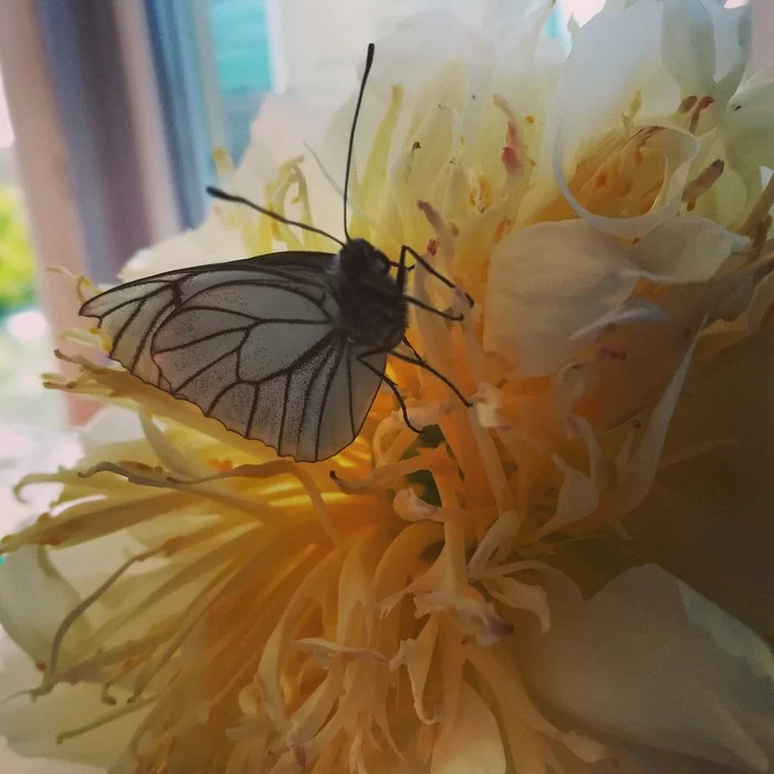 Butterfly and peony - My, Peonies, Cabbage butterfly, Photo on sneaker, Insects