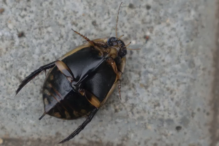 Shell-shocked beetle on vacation - My, Nikon d3300, Nikkor, Жуки, Insects