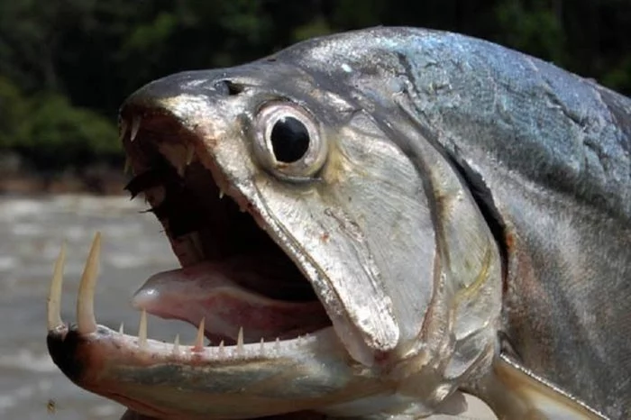 Underwater monster. Toothy monster appeared in the Urals - Fishing, Skid, Pike, Water Monsters, Video, Longpost, A fish