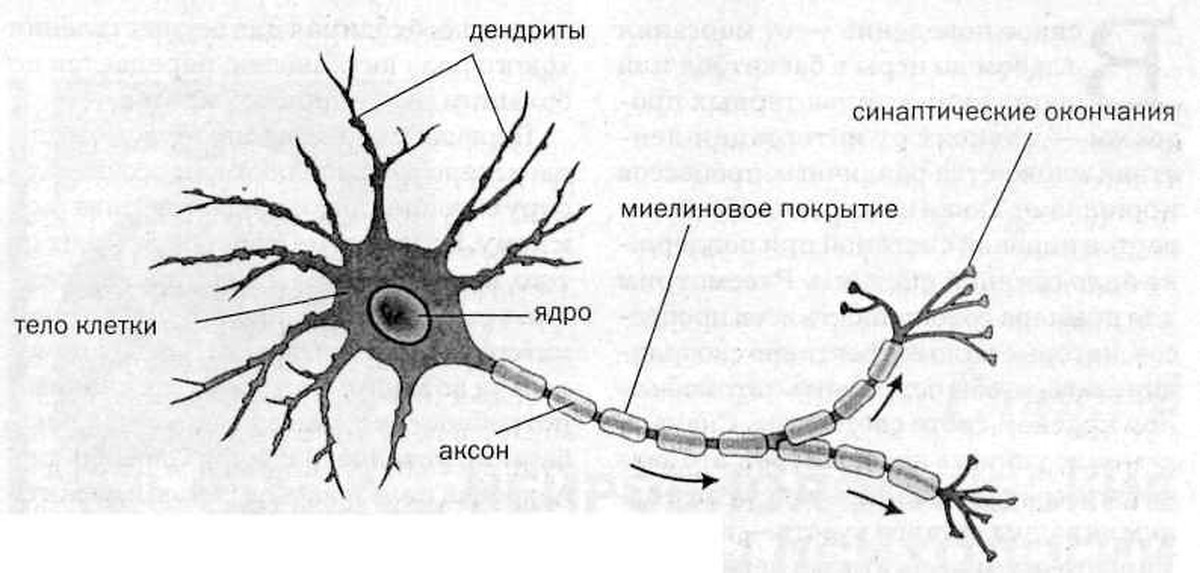 Название нервной клетки. Строение мультиполярного нейрона. Схема нервная ткань Нейроны отростки. Строение нервной системы Нейрон Аксон. Схема строения нейрона рисунок.