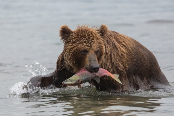 ������, �����!