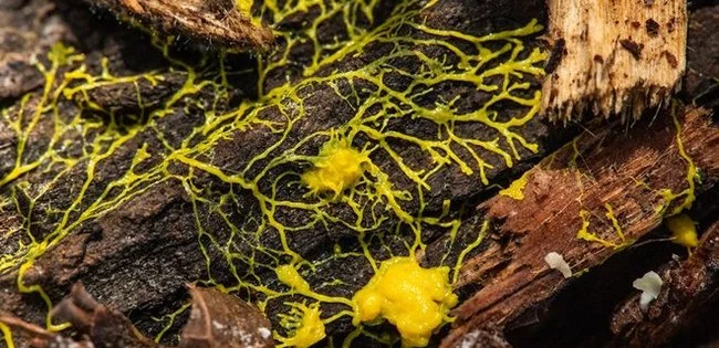 720 “floors” of slime mold, how it works and why it’s needed - Slime molds, Unicellular, Reproduction, Opinion, Biology