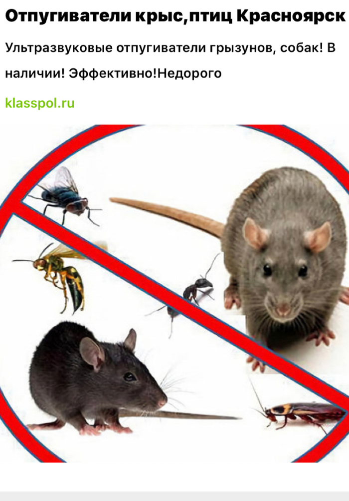 Сегодня утром с мужем обнаружили что в доме завелась мышь...