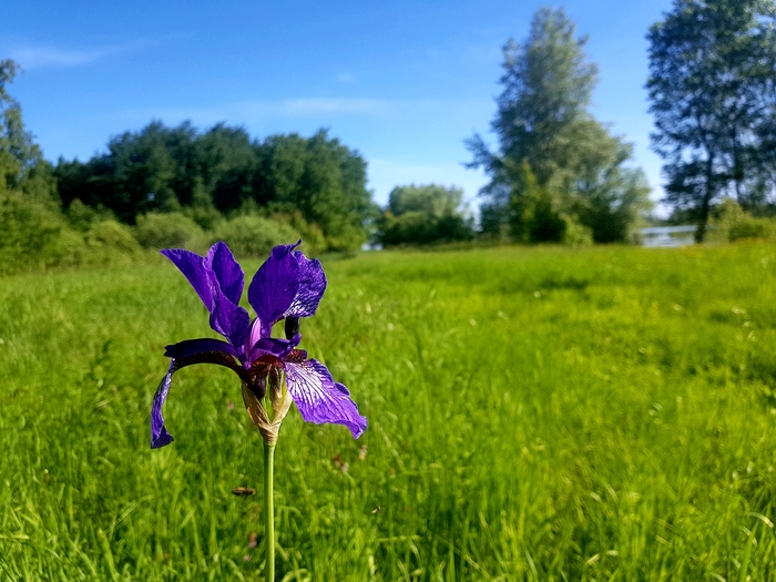 Ирис в тайге