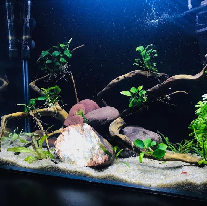 My aquariums - My, Aquarium, A fish, Neons, Longpost