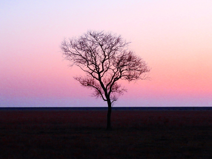 Дерево Дерево, Закат, Фотография