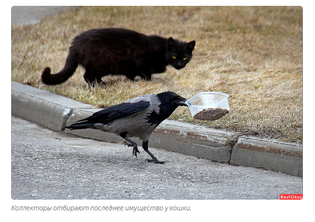 Звуки Пения Птиц