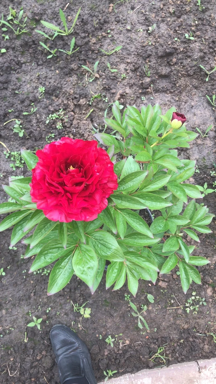 I am building a summer kitchen/shed using frame technology ch2 - My, Building, I'm building myself, Dacha, Peonies, Longpost