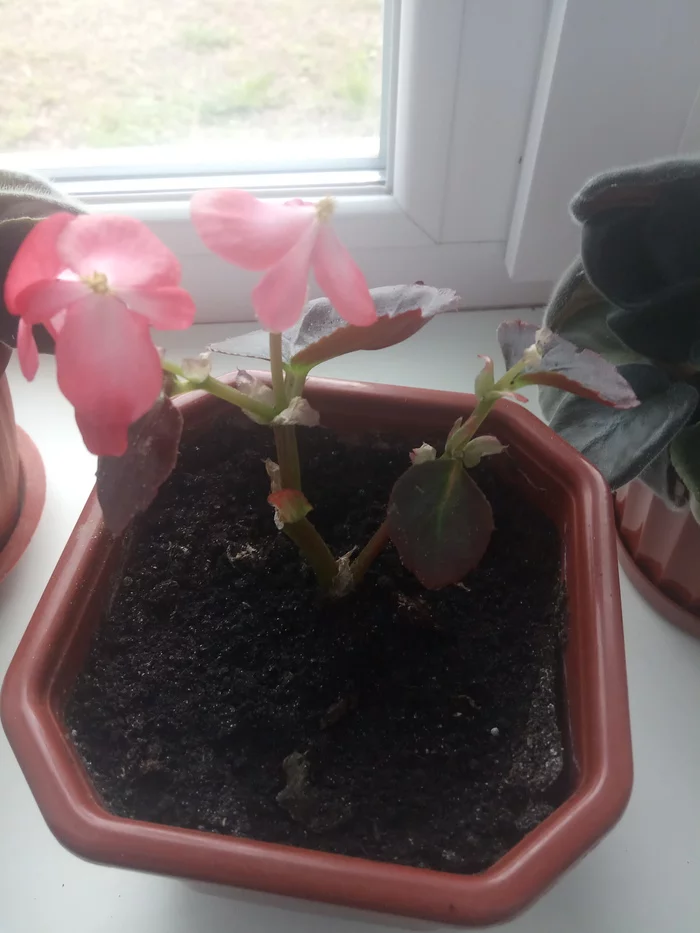 Please tell me what is wrong with begonia - Help, Begonia