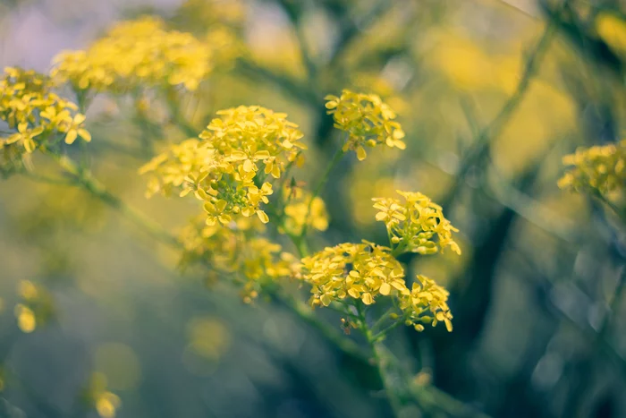 The splendor of all colors...or milky bokeh? - My, Nikon, Helios, Industar, Soviet optics, Macro photography, Picture with text, The photo, Flowers, Longpost