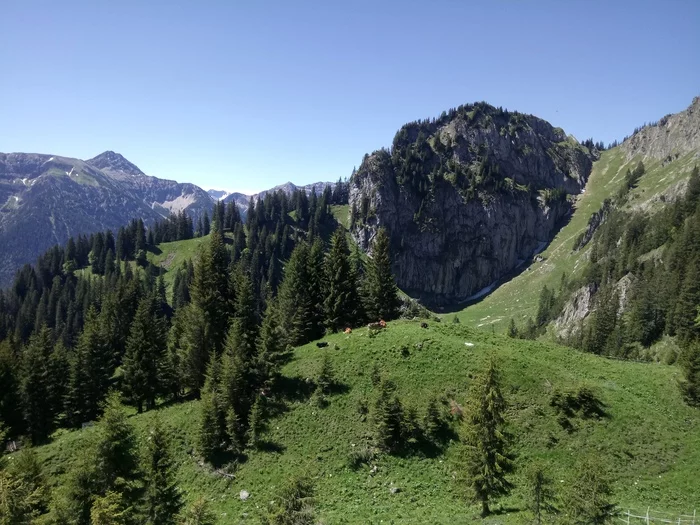 Mountain idyll for your feed - My, Mobile photography, The mountains, Alps, Cow