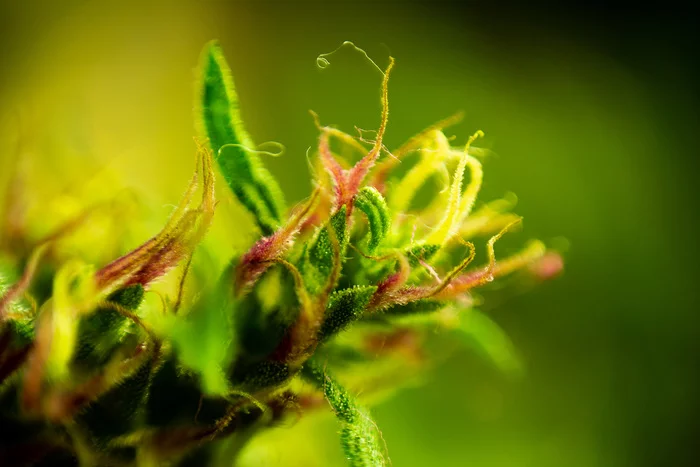 Macro photography - My, Macro photography, Plant growing, The photo