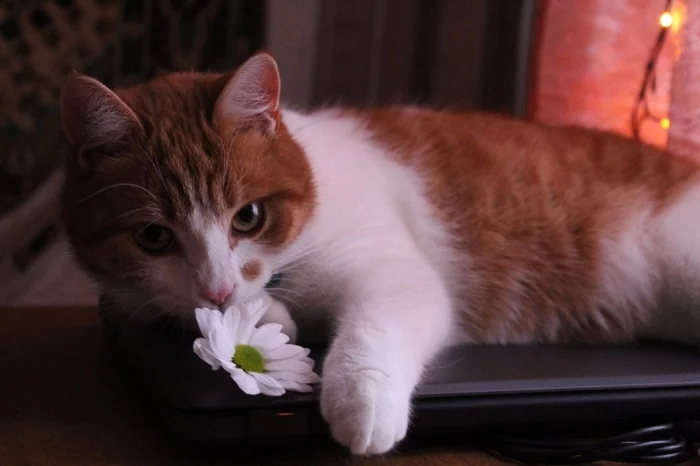 R-romantic - My, cat, Flowers, Chrysanthemums, Portrait, Eyes, The photo