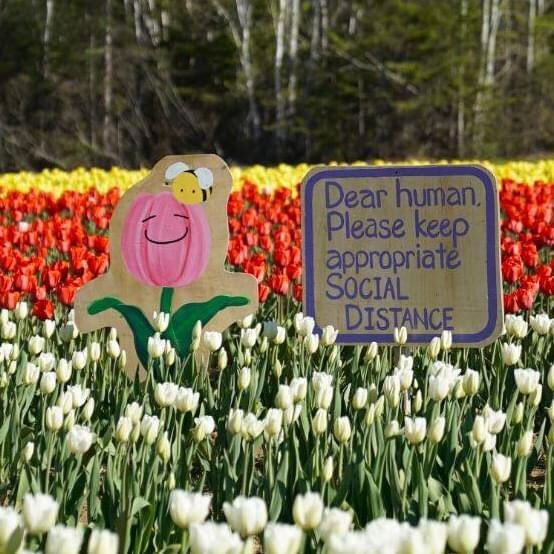 Prince Edward Island. Tulip fields - My, Canada, Tulips, Immigration, Living abroad, Longpost