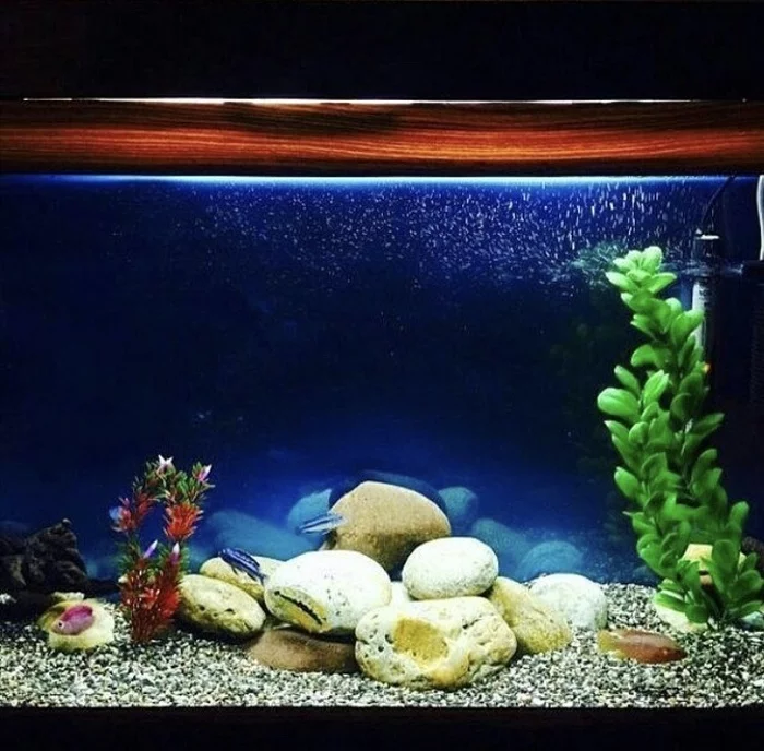 My cichlid aquarium - My, Aquarium, Cichlids, Malawian cichlids, Aquarium fish, Tetra, Aquarium, Longpost