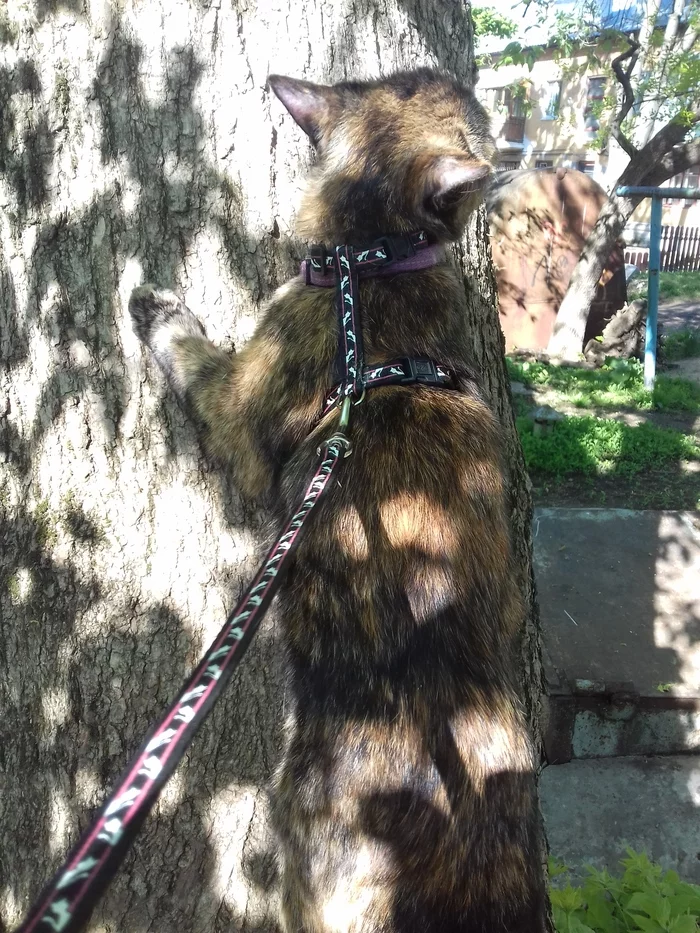 Strange cat - My, Tricolor cat, cat, Longpost, Tree