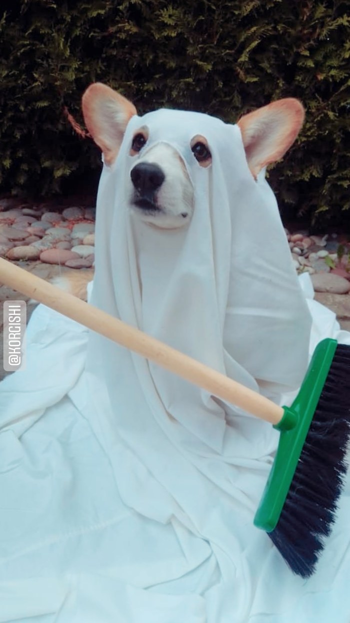 Пёс Райан косплеит Карлсона