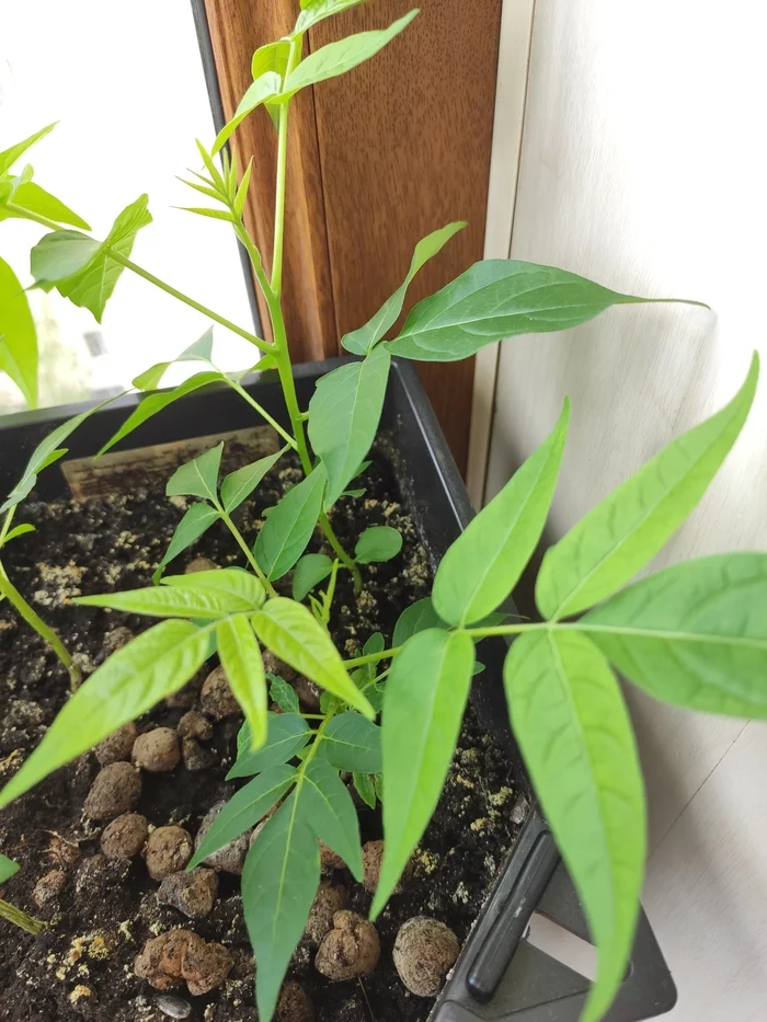 What kind of plant? - My, Plants, What's this?, Longpost
