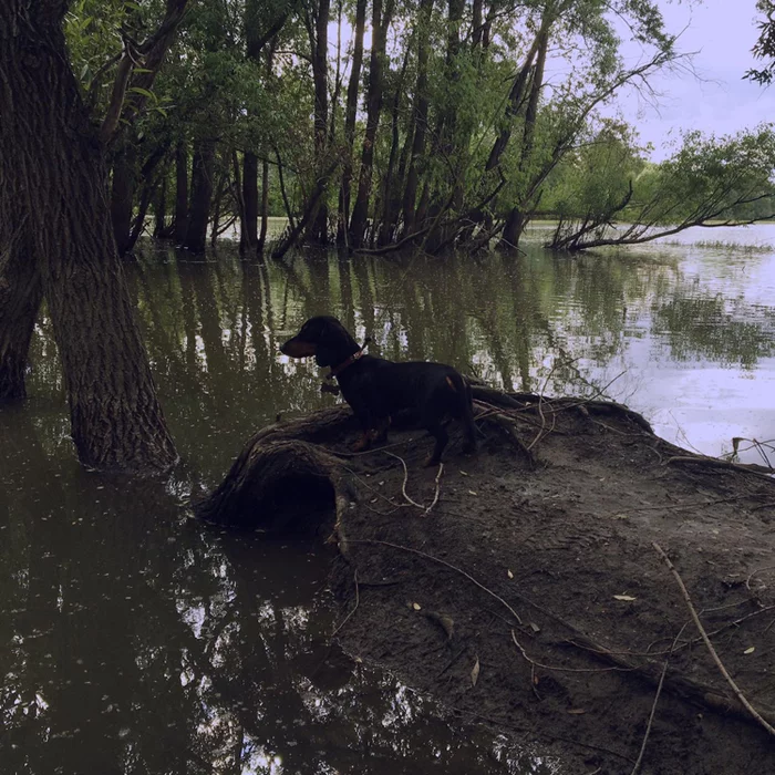 Dachshund - My, Dog, Dachshund, Nature