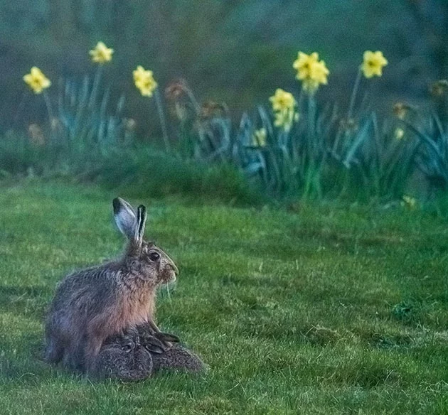 A bit of harsh reality. Population dynamics vs. breeds like a hare - Hare, Text, Article, Animals, Poachers, Hare House, Longpost