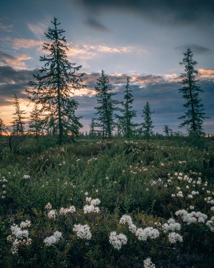 Taiga evening - My, Yamal, North, Siberia, Taiga, Russia, Landscape, Sunset, New Urengoy