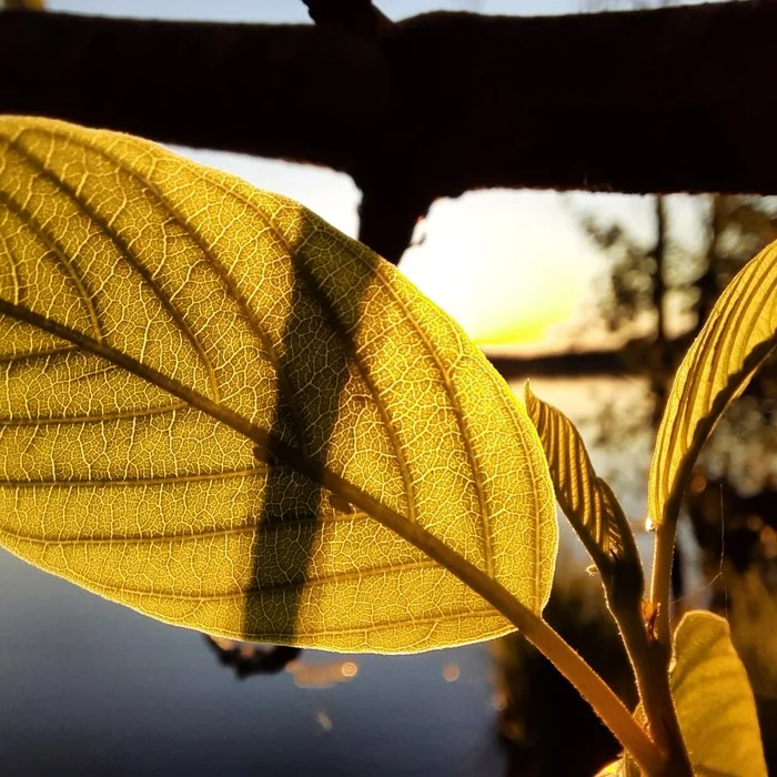 Sunny leaf - My, Summer, Mobile photography, Forest, Lake, Sunset