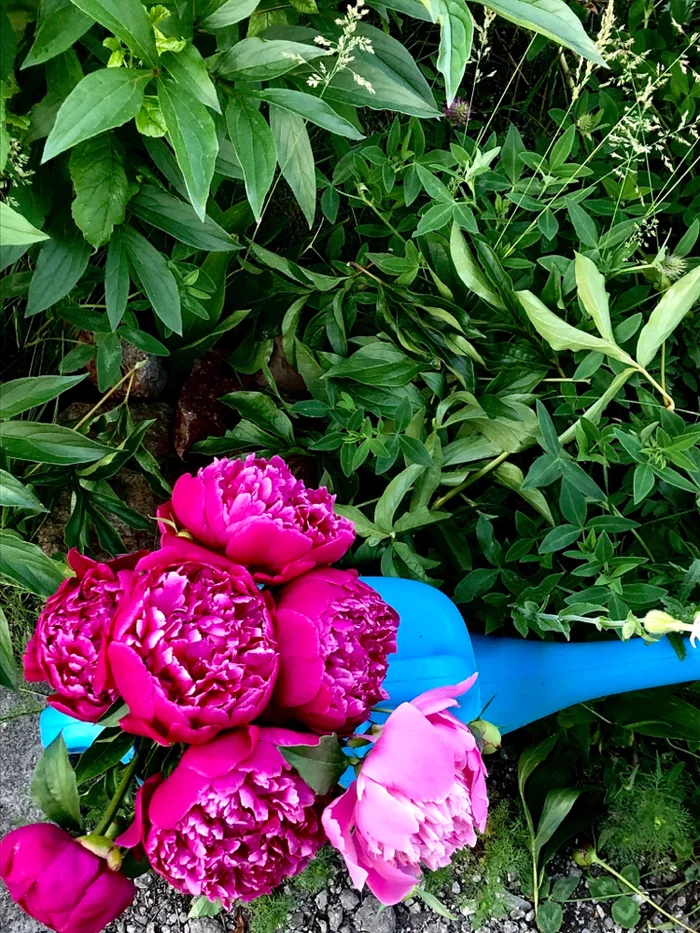 Nice at the dacha in summer - My, Dacha, Summer, Peonies, Flowers