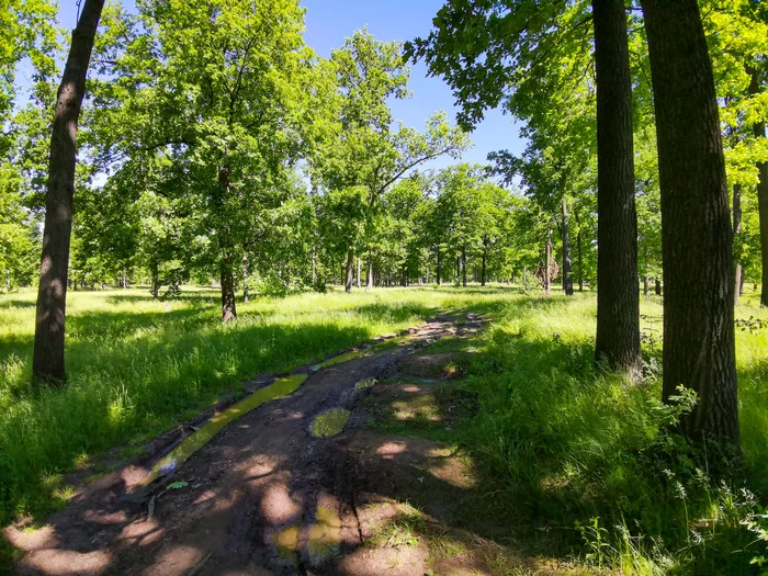 Landscape bike ride - My, Mobile photography, Huawei mate 20, Landscape, A bike, Longpost