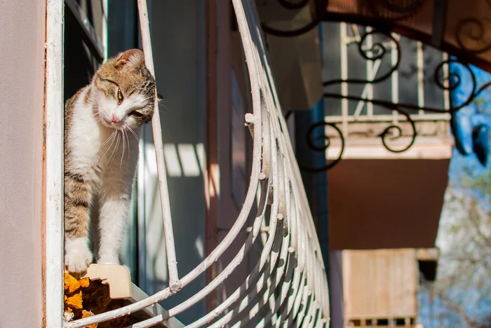 Koteykin window sill - My, Astrakhan, cat, Nikon d3000, Nikkor 35mm 18G