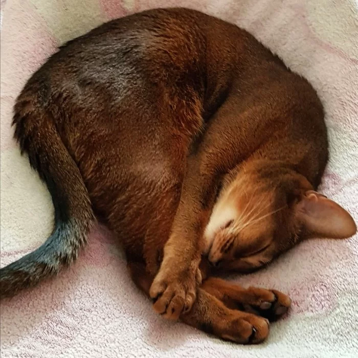 Sweet dreams from Her Majesty Bastet - My, cat, Abyssinian cat