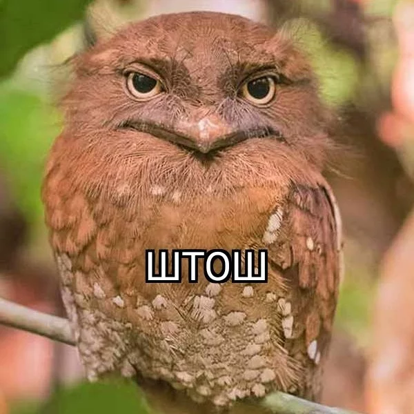 Ceylon frogmouth - Frog, Memes, Facial expression