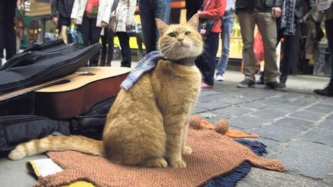 A famous street cat named Bob has died in the UK. - Street cat named Bob, Death, The photo, cat, Negative