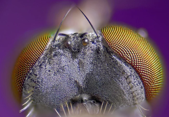 Two-faced Janus - My, Macro photography, Microscope, Муха, Insects, Facet eye