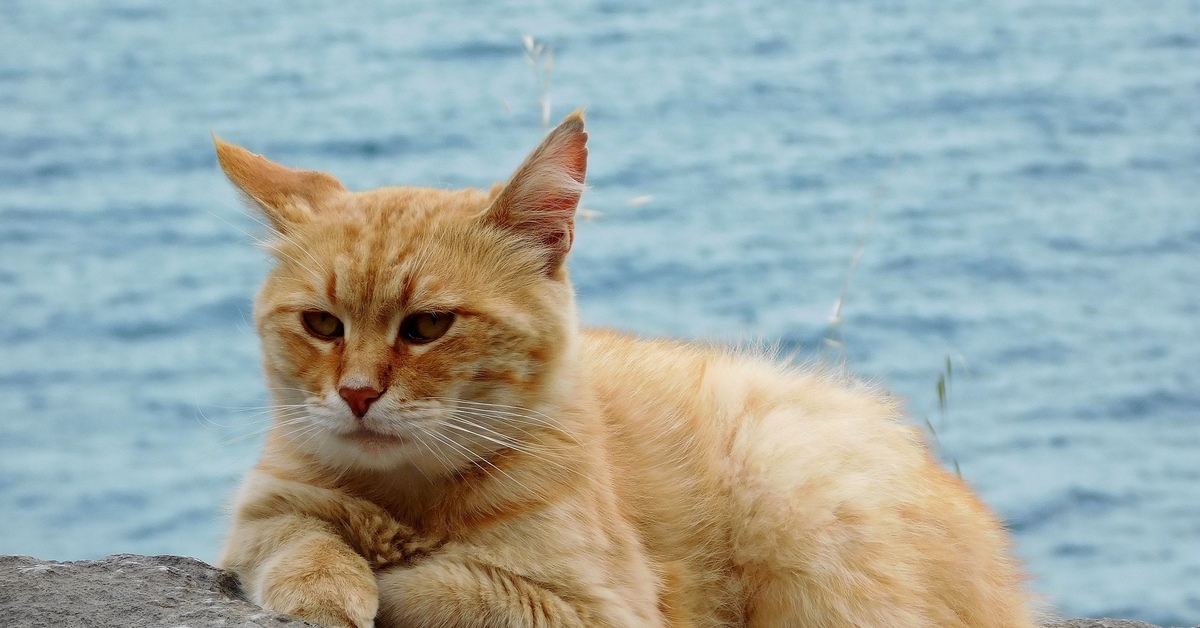 Назвали очень. Морские кошечки. Морской котенок. Недовольный рыжий кот на море. Морские кошки очень красивые.