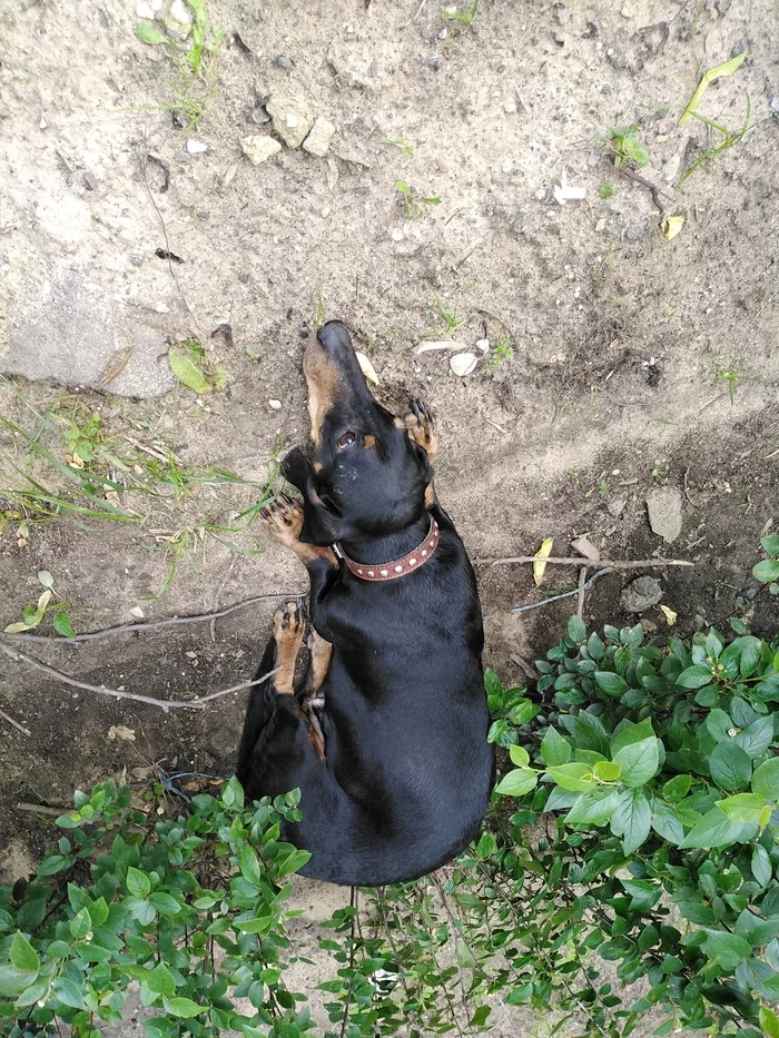 Found dachshund Moscow. Veshnyaki - No rating, The dog is missing, Dog, Lost, Found a dog, Dachshund, Moscow, Veshnyaki