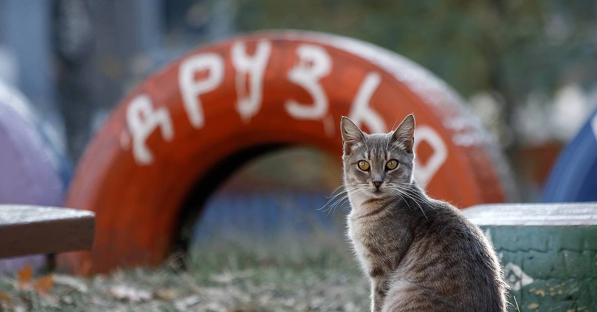 два кота на улице. дворовые кошки. стая рыжих котов. бездомные кошки и собаки. бездомные коты.