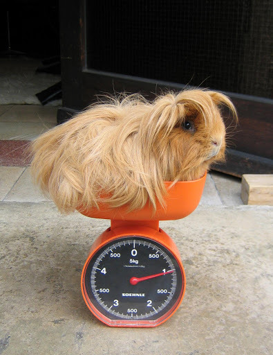 Photos that show the lengths to which zoo animals must be weighed - The photo, Animals, Weighing, Longpost, ADME