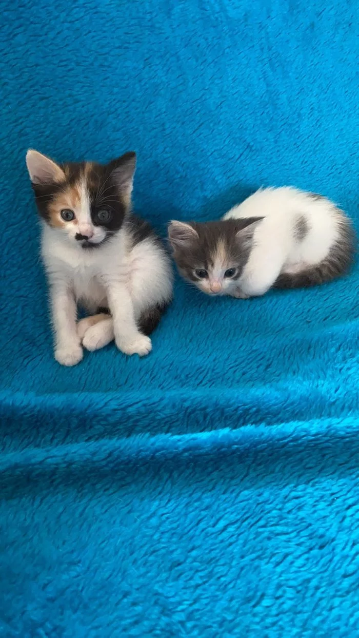 Minsk. Machulishchi. Two kittens are looking for their humans - My, Machulishchy, Minsk, Kittens, Fluffy, Longpost, cat, In good hands, No rating