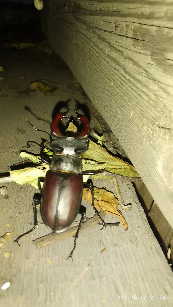 Stag beetle - My, cat, Жуки, Nature, Longpost