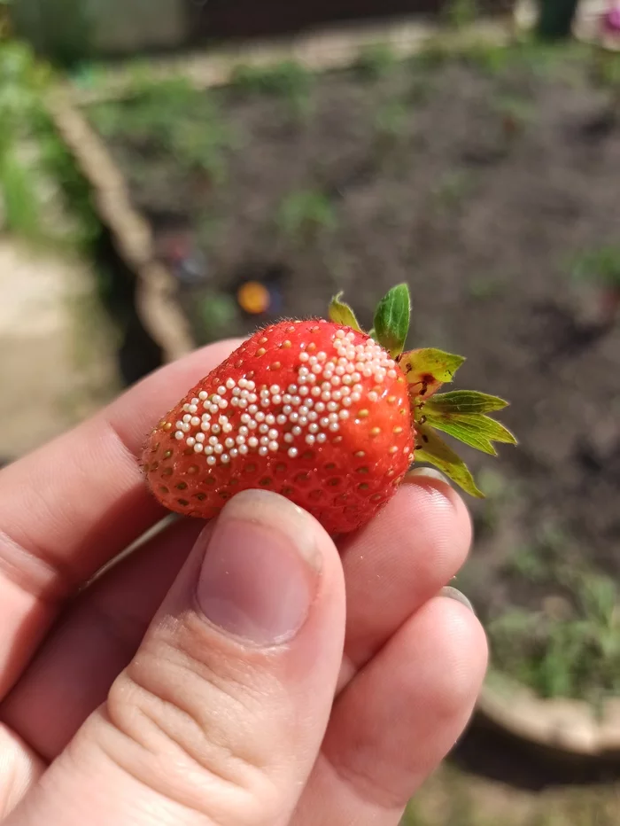 Dear experts! - My, Strawberry (plant), Gardening, Garden, Longpost