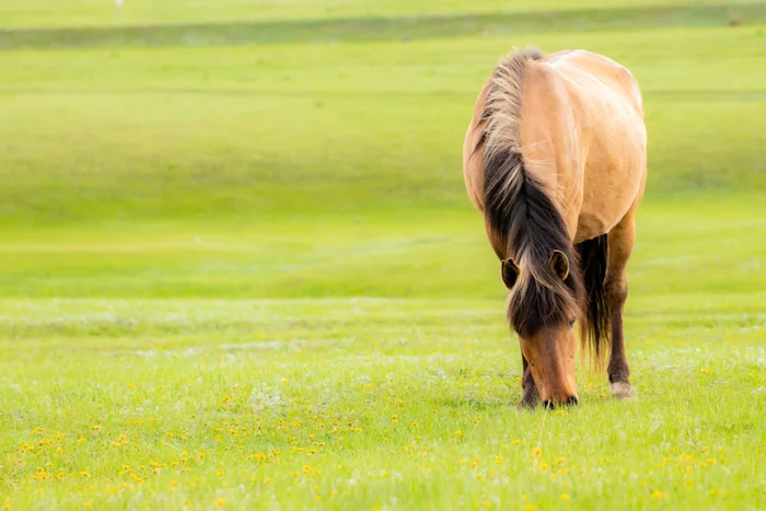 Bashkir horses. Abzelilovsky district - My, Bashkortostan, Horses, The photo, Animals