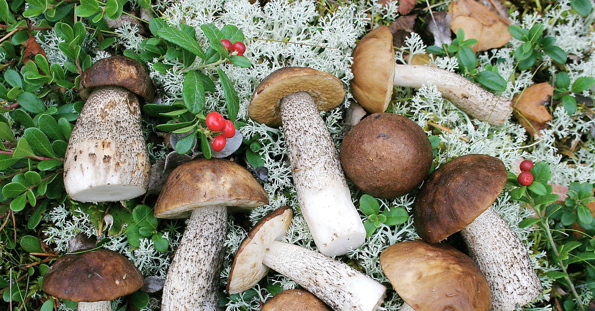 Подберезовик группа грибов. Подберёзовик обыкновенный. Подберёзовик обыкновенный грибы. Обабок гриб. Подберезовик обабок.