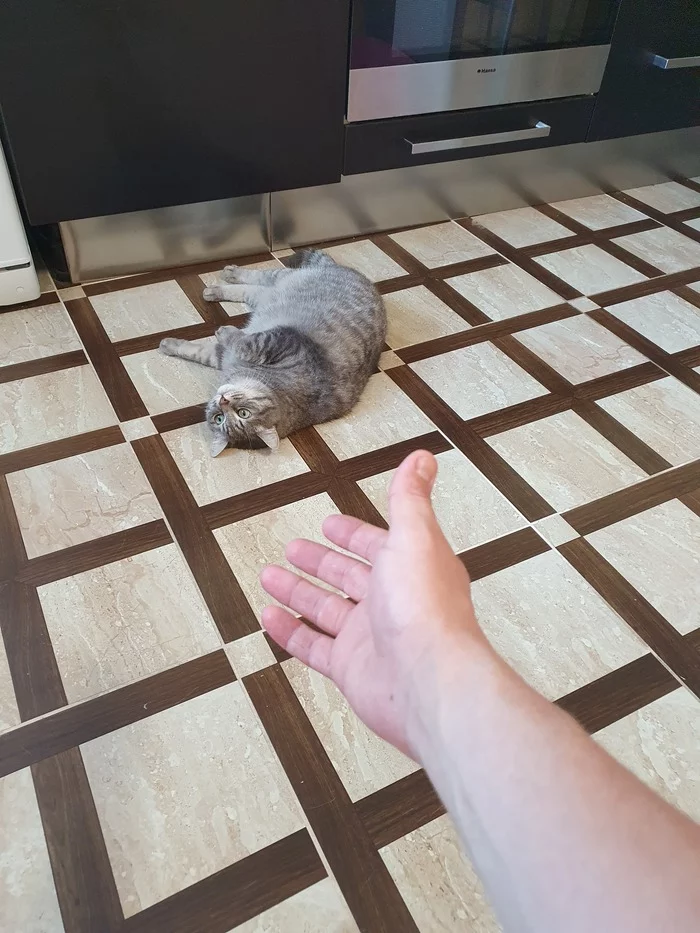There will be no hugs, there will be no hugs (there are) - My, Hugs, cat, Longpost