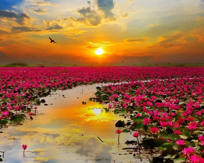 Sunset, flowers, river - Sunset, River, Flowers, Birds