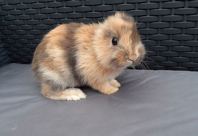 Leo the earless rabbit, who looks like a small lion - Rabbit, Mutant, Ireland, Interesting, Longpost, Milota, Earless