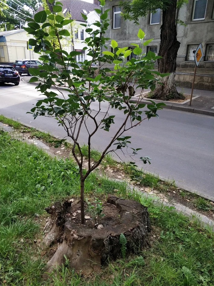 Change of generations - My, Tree, Birth of a child, Nature, Mobile photography