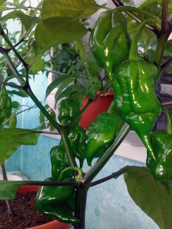 Trinidad Scorpion Butch T. Hot lemons :D - My, Hydroponics, Vegetable garden on the windowsill, Hot peppers, Pepper farming, cat, Longpost