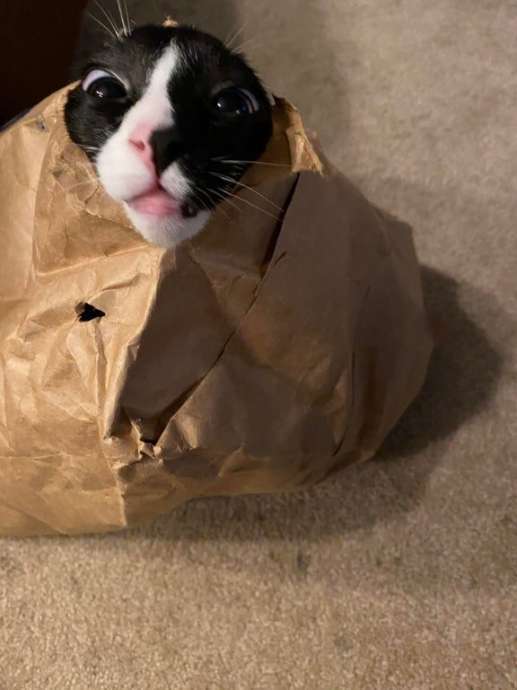 The shawarma was undercooked...the meat came out) - cat, Meat, Food, Package