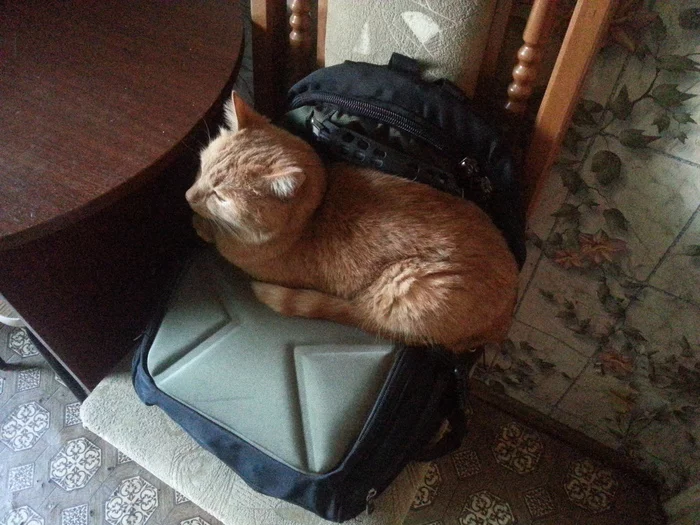 Will not give it back! - My, cat, Backpack